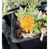 Delosperma GHOST RIDER