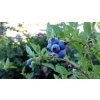 karikdickinson rubel blueberry 2918485 1280