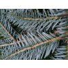 Abies alba