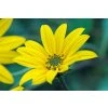 TOPINAMBURY - slunečnice topinambur