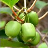 Kiwi - Aktinidie význačná KOKUWA - samice