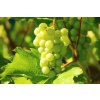 optimusius1 grapes 276070 1280
