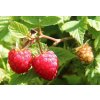 raspberries 1700485 1280
