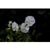 geranium phaem album 4274543 1280