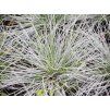 hans grass 671708