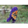 butterfly lilac 3098554 1280