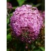 buddleia 8801 1280