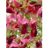 cytisus scoparius 123155 1280