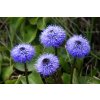 2017343 globularia 1184778 1280