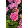 Hortenzie velkolistá  BOUQUET ROSE - 3 leté