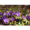 periwinkle 5152019 1280