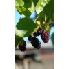 yelhaouass mulberry 6532036 1280