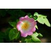 dog rose 8092523 1280