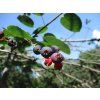 8499117 berries 3569694 1280