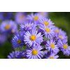 neelam279 asters 9870320