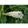 pollydot buddleia 269771 1280