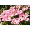 markus53 dogwood 361456 1920