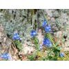 hans large speedwell 167461 1280