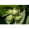 hazelnuts 3499130 1280