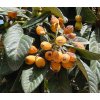 Mišpule japonská - LOKVÁT - Eriobotrya japonica, 10-20cm, K