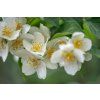 philadelphus coronarius 5324284 1280