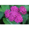 bluebudgie plant 2702289 1280
