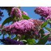 hans butterfly lilac 58788 1280