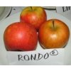 Jabloň sloupovitá RONDO - M7
