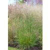 deschampsiapalava