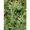 thuja 49629 1280