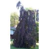 Buk lesní ´Purple Fountain´ 160-180cm, K