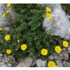 Mochna -Potentilla tonguei