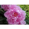 peony 5270817 1280