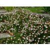 Turan  - Erigeron karvinskianus