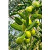 van3ssa olive 7486984 1920