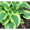 Hosta ATLANTIS