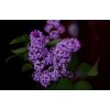 common lilac 6579091 1280