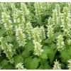 Agastache ALABASTER