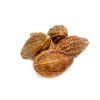 Carya illinoiensis