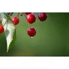 neelam279 cherries 9879407 1280