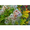 flav66 clematis 4544673 1280