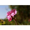 heath orchid 5095443 1280