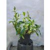 Cistus monspeliensis