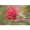 buntysmum grevillea 4243761 1280
