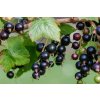 Rybíz černý LITTLE BLACK SUGAR®