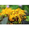 ligularia 3848597 1280