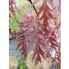 Javor dlanitolistý 'Garnet', K1