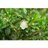 whiskerflowers myrtle 4497949 1280