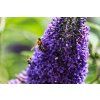 buddleja 6473099 1280