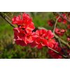 japanese quince 324370 1280